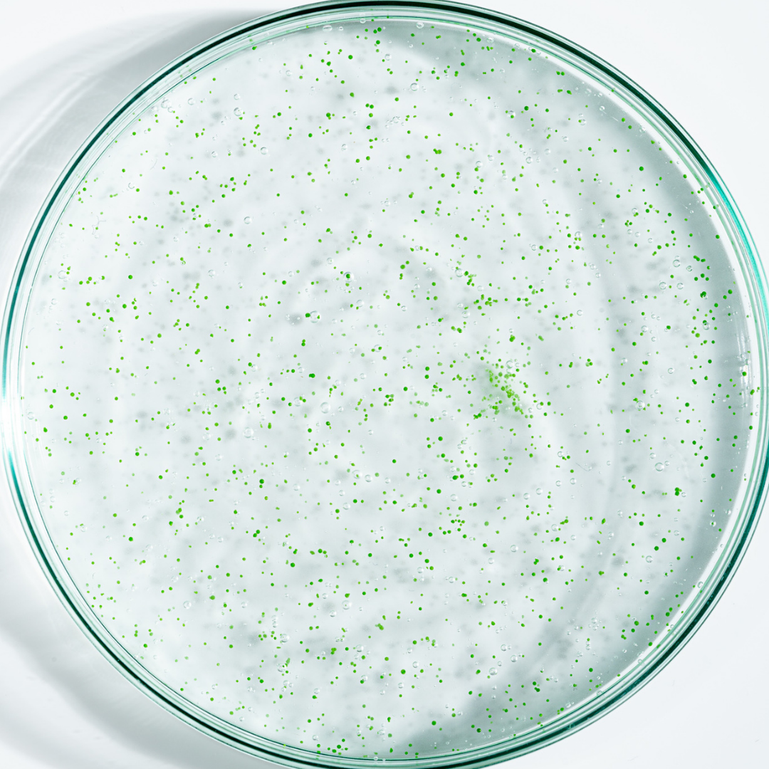 Anti-Schuppen & Seborrhoische Dermatitis Protokoll